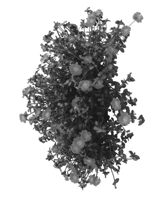 Figure 1 of US plant patent PP31103, the photograph of Doporcuporze printed in the patent.