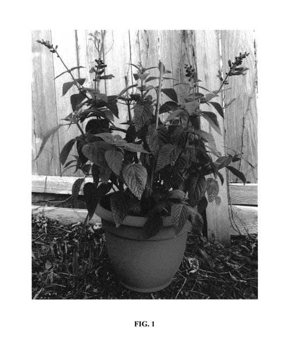 Figure 1 of US plant patent PP31104, the photograph of Amante printed in the patent.