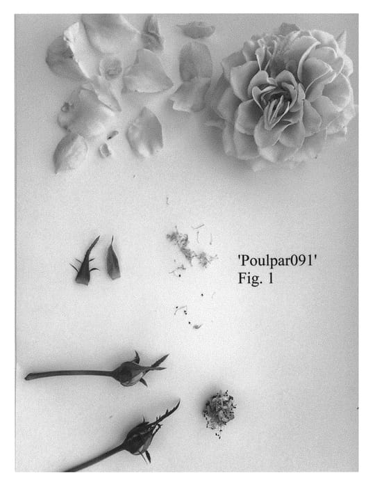 Figure 1 of US plant patent PP31105, the photograph of Poulpar091 printed in the patent.