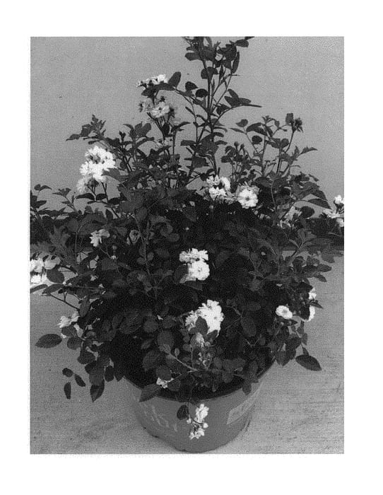 Figure 1 of US plant patent PP31106, the photograph of Zlepoltwo printed in the patent.