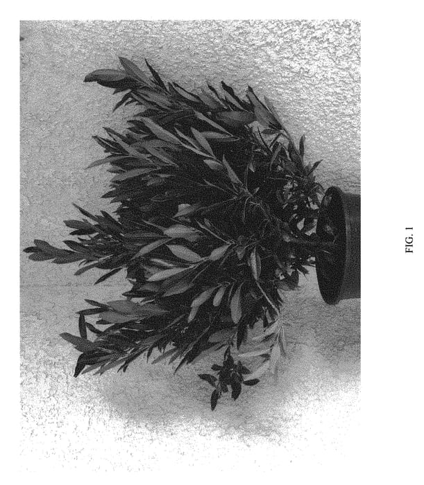 Figure 1 of US plant patent PP31107, the photograph of MONARONE printed in the patent.