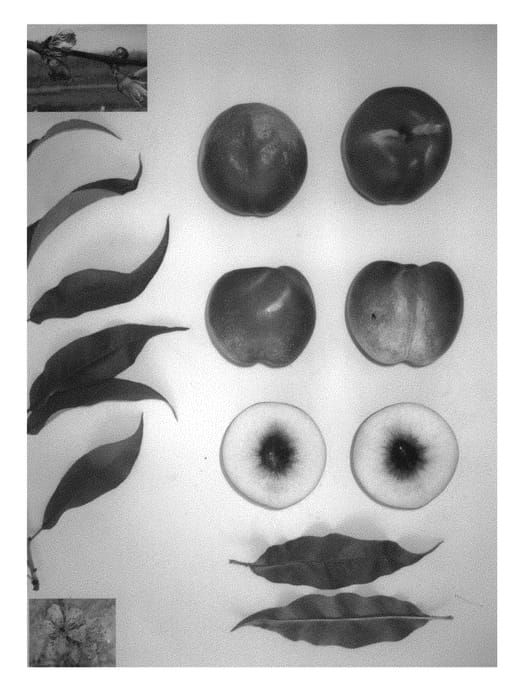Figure 1 of US plant patent PP31108, the photograph of Pearlicious XVIII printed in the patent.