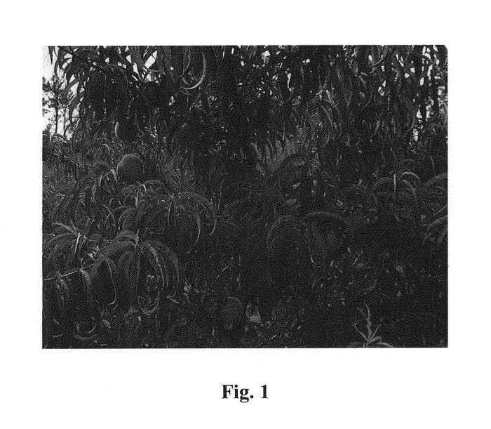 Figure 1 of US plant patent PP31109, the photograph of Liberty Joy printed in the patent.