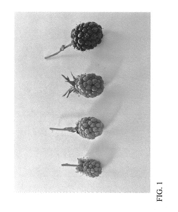 Figure 1 of US plant patent PP31110, the photograph of DrisBlackEighteen printed in the patent.