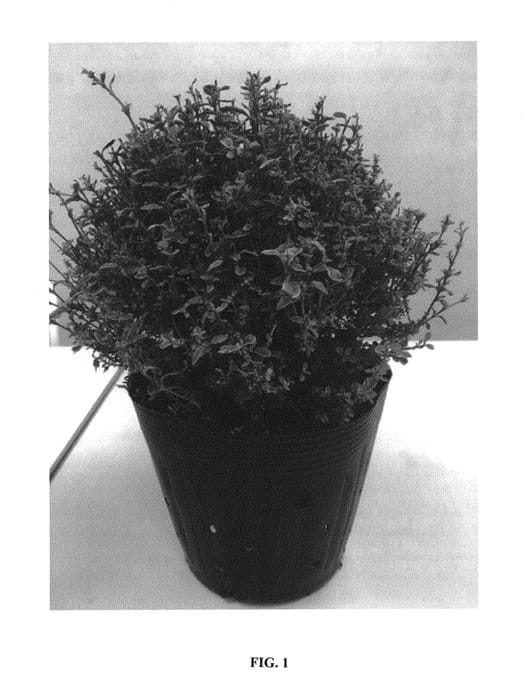 Figure 1 of US plant patent PP31112, the photograph of Green Global printed in the patent.