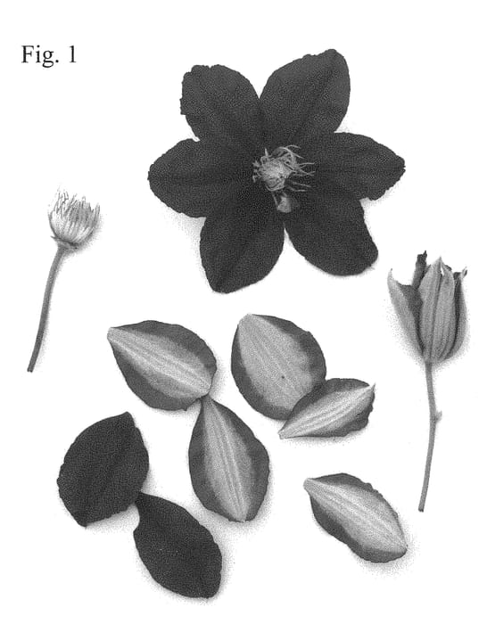 Figure 1 of US plant patent PP31113, the photograph of Evipo081 printed in the patent.