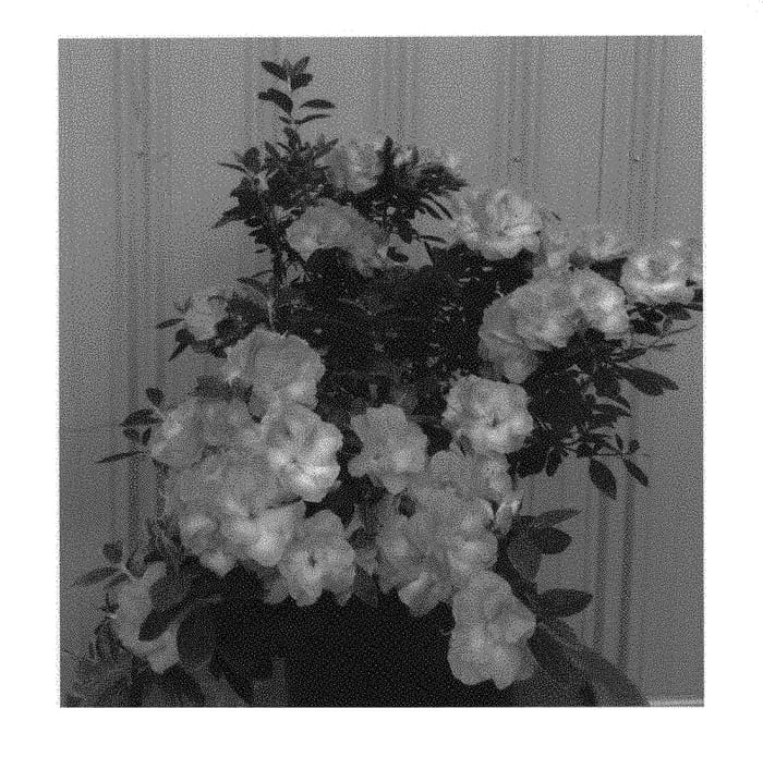 Figure 1 of US plant patent PP31114, the photograph of RLH2-4P1-5 printed in the patent.