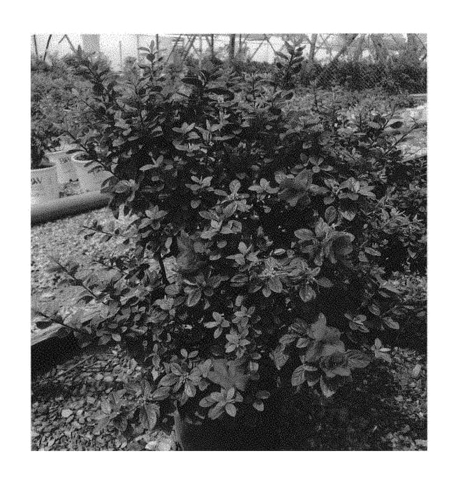 Figure 1 of US plant patent PP31115, the photograph of RLH2-2PA1S printed in the patent.