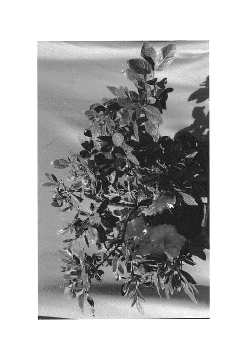 Figure 1 of US plant patent PP31116, the photograph of RLH2-3P8-2 printed in the patent.