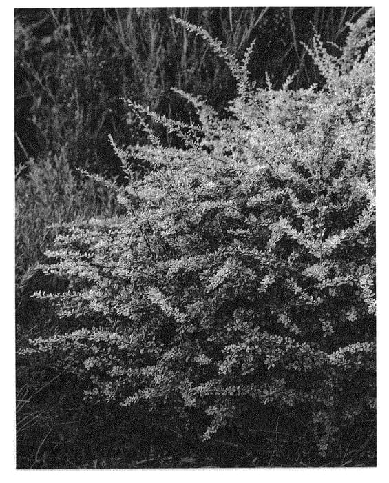 Figure 1 of US plant patent PP31117, the photograph of ARLENE printed in the patent.