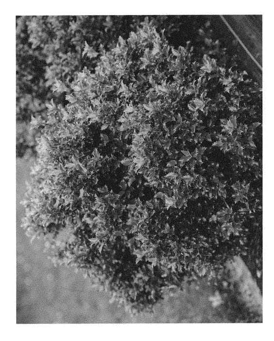 Figure 1 of US plant patent PP31118, the photograph of SMNIFA printed in the patent.
