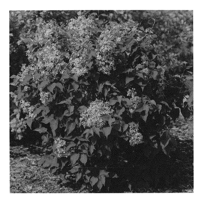 Figure 1 of US plant patent PP31119, the photograph of SMNSHSO printed in the patent.