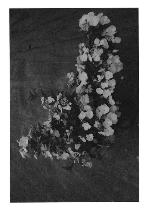 Figure 1 of US plant patent PP31120, the photograph of USHYD0405 printed in the patent.