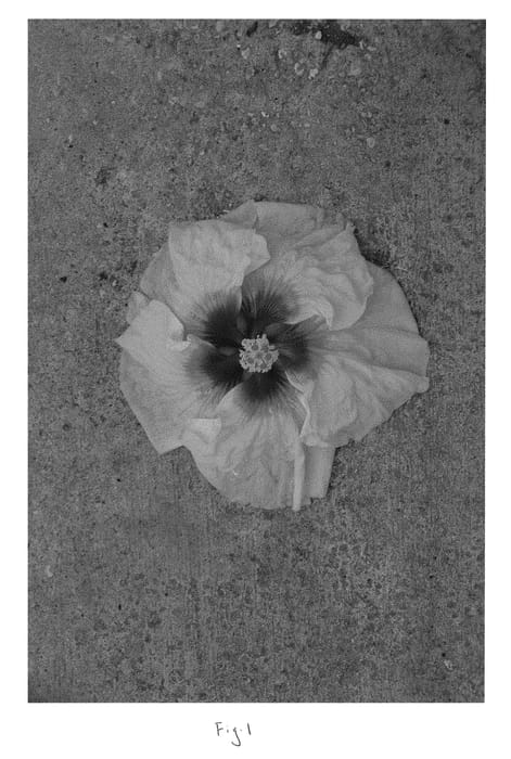 Figure 1 of US plant patent PP31122, the photograph of DUP-KLK printed in the patent.