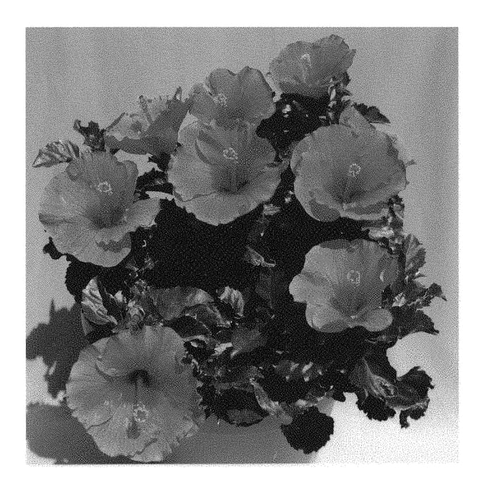 Figure 1 of US plant patent PP31123, the photograph of Fire Wind printed in the patent.