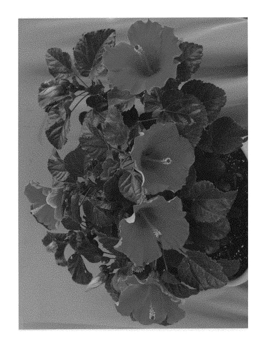 Figure 1 of US plant patent PP31124, the photograph of Passion Wind printed in the patent.