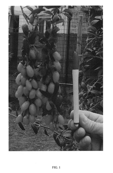 Figure 1 of US plant patent PP31125, the photograph of FPW07 printed in the patent.