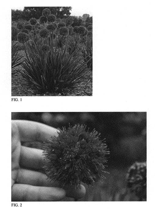 Figure 1 of US plant patent PP31126, the photograph of Lavender Bubbles printed in the patent.