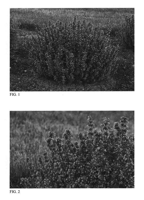 Figure 1 of US plant patent PP31127, the photograph of Cat's Pajamas printed in the patent.