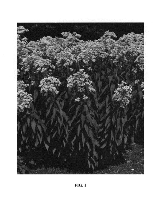 Figure 1 of US plant patent PP31128, the photograph of Summer Snow printed in the patent.
