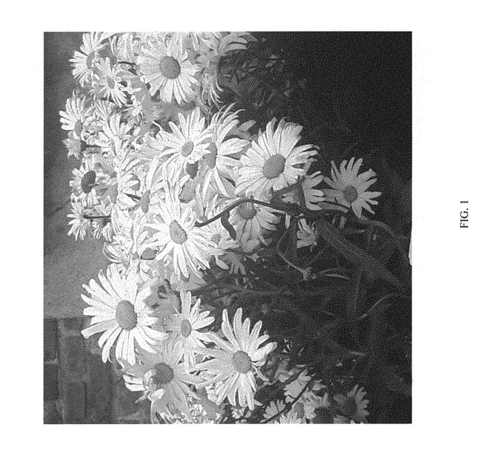 Figure 1 of US plant patent PP31129, the photograph of DLEULUCGRC printed in the patent.