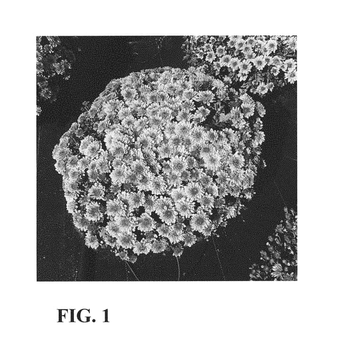 Figure 1 of US plant patent PP31130, the photograph of Zanmutumen printed in the patent.