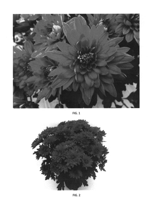 Figure 1 of US plant patent PP31131, the photograph of CIDZ0092 printed in the patent.