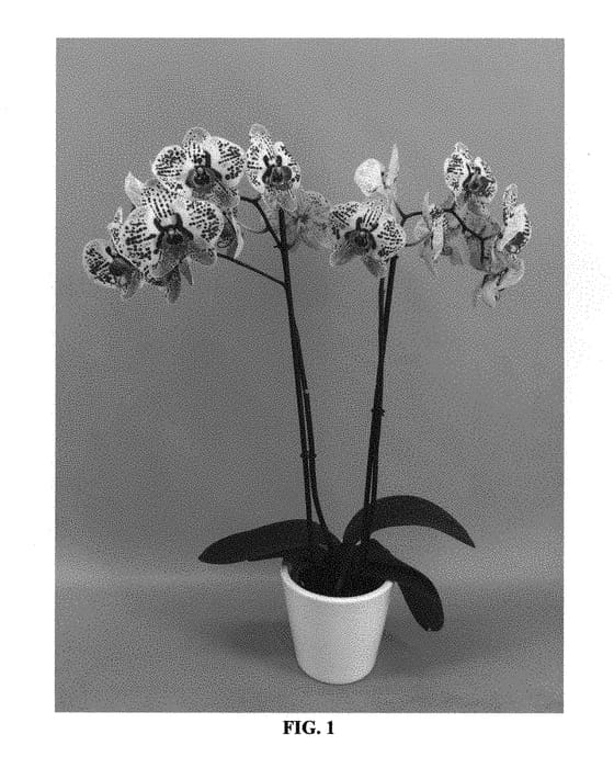 Figure 1 of US plant patent PP31132, the photograph of PHALGYQXH printed in the patent.