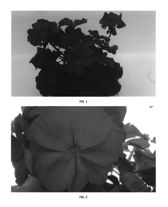Figure 1 of US plant patent PP31133, the photograph of PEQZ0048 printed in the patent.