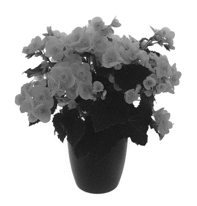 Figure 1 of US plant patent PP31134, the photograph of KRVALWH02 printed in the patent.