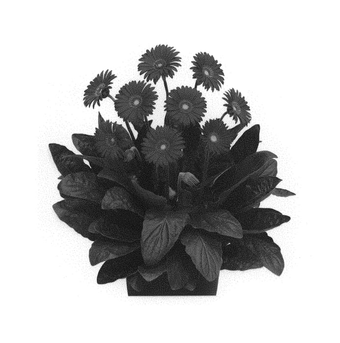 Figure 1 of US plant patent PP31135, the photograph of Garswlove printed in the patent.