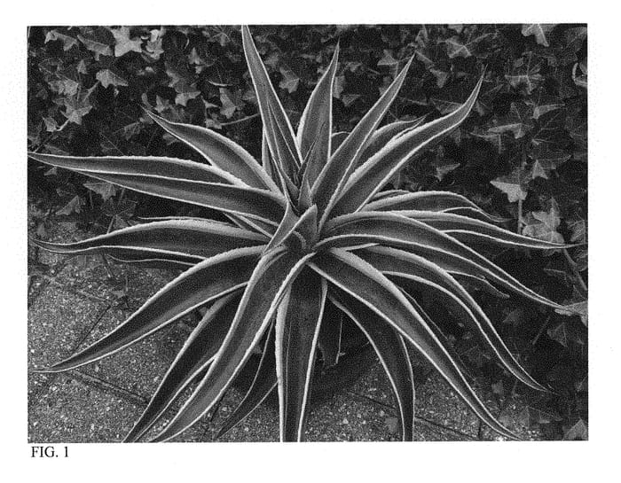 Figure 1 of US plant patent PP31136, the photograph of Navajo Princess printed in the patent.