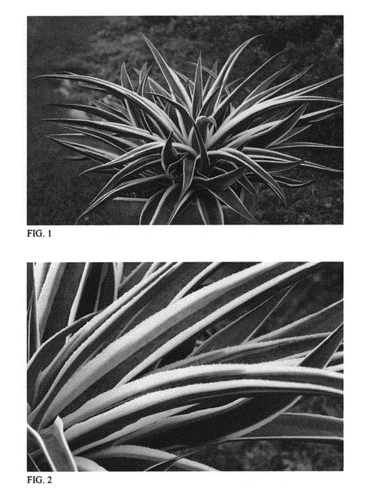 Figure 1 of US plant patent PP31137, the photograph of Snow Leopard printed in the patent.
