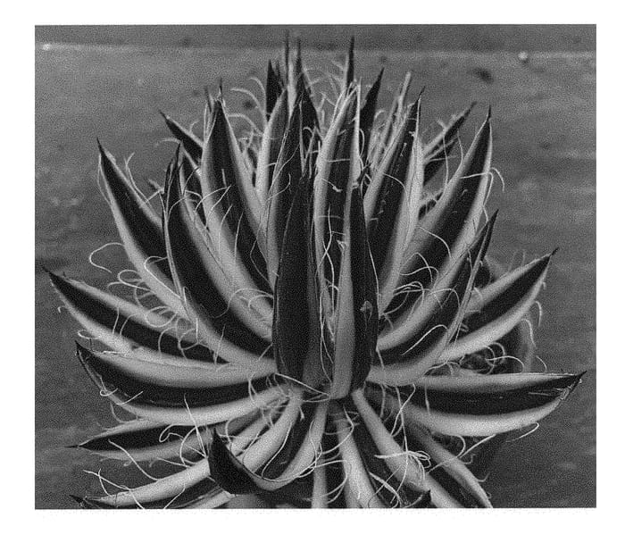 Figure 1 of US plant patent PP31138, the photograph of Royal Flush printed in the patent.