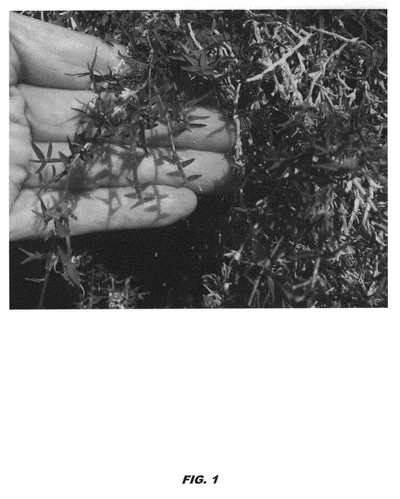 Figure 1 of US plant patent PP31139, the photograph of ACE Dwarf printed in the patent.
