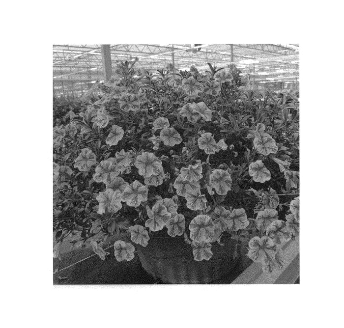 Figure 1 of US plant patent PP31140, the photograph of Wescacanboun printed in the patent.