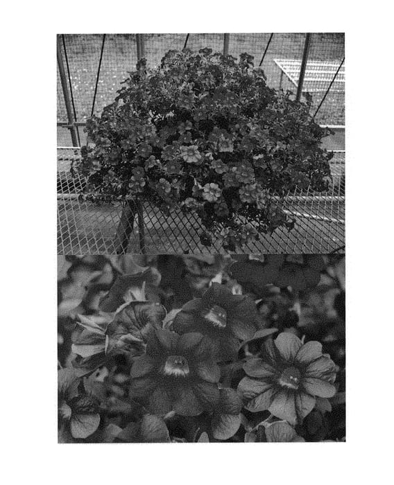 Figure 1 of US plant patent PP31141, the photograph of Suncal 1941 printed in the patent.