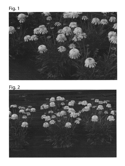 Figure 1 of US plant patent PP31142, the photograph of TNECHCMY printed in the patent.