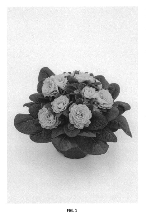 Figure 1 of US plant patent PP31143, the photograph of KERBELGOLDIE printed in the patent.