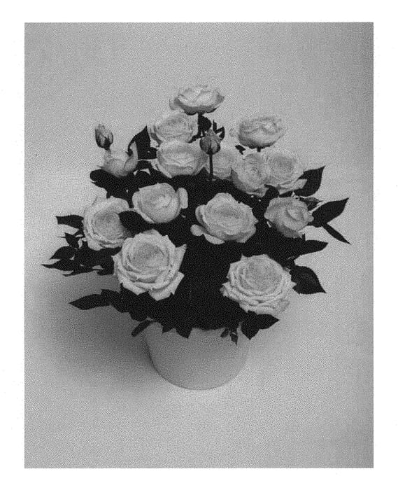 Figure 1 of US plant patent PP31144, the photograph of KORpot082 printed in the patent.