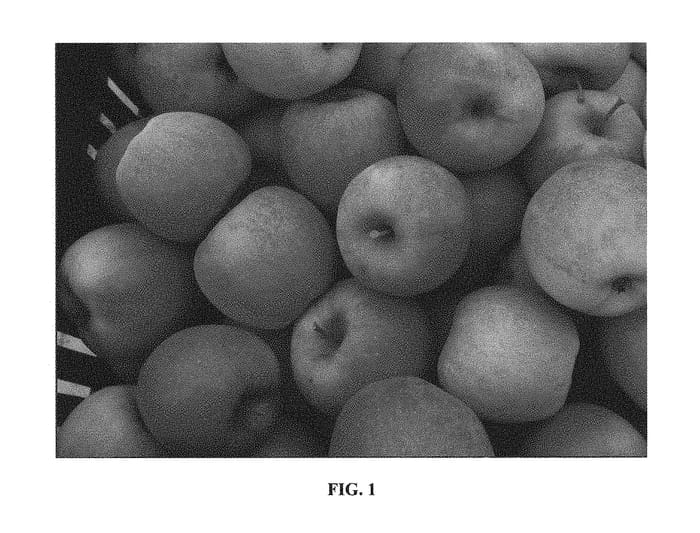 Figure 1 of US plant patent PP31145, the photograph of NY 109 printed in the patent.