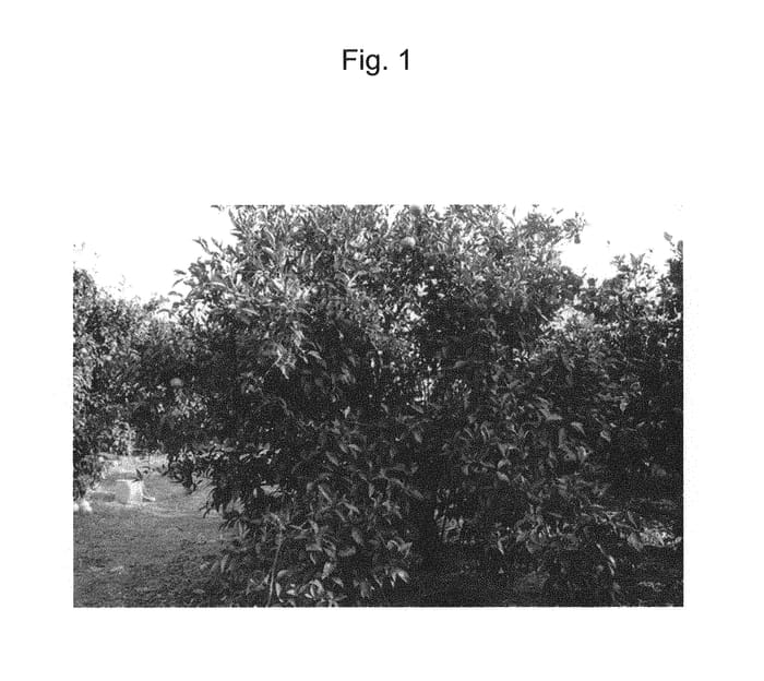 Figure 1 of US plant patent PP31146, the photograph of ASUKI printed in the patent.