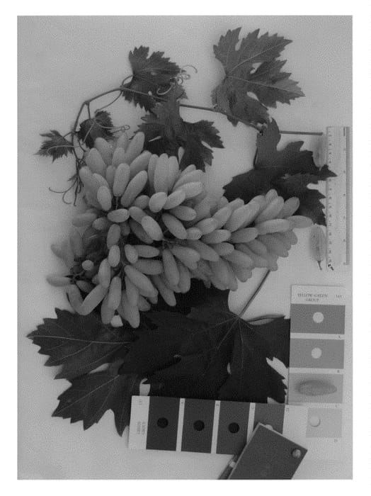 Figure 1 of US plant patent PP31147, the photograph of IFG Thirty-two printed in the patent.