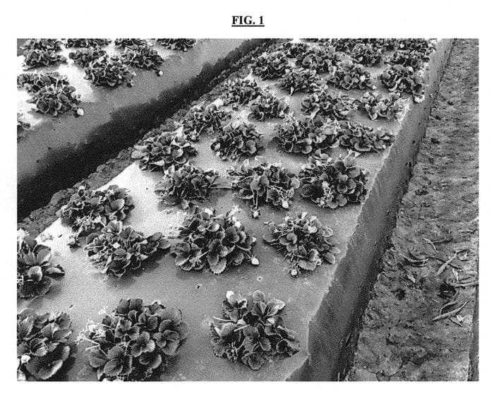 Figure 1 of US plant patent PP31148, the photograph of BG-9.3128 printed in the patent.