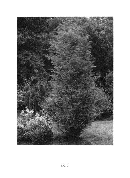 Figure 1 of US plant patent PP31149, the photograph of Urban Spire printed in the patent.