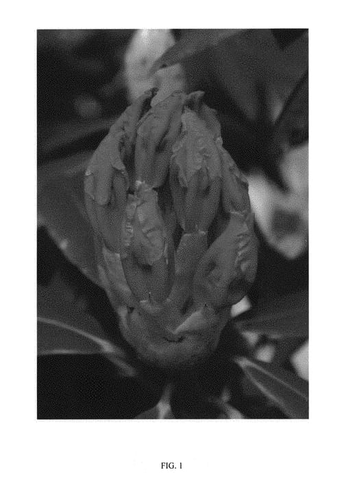 Figure 1 of US plant patent PP31150, the photograph of NCRX1 printed in the patent.