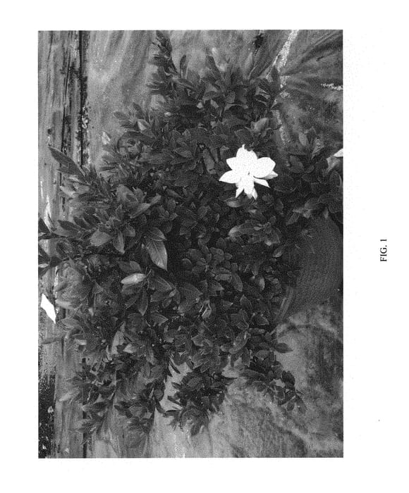 Figure 1 of US plant patent PP31151, the photograph of PARWHI printed in the patent.