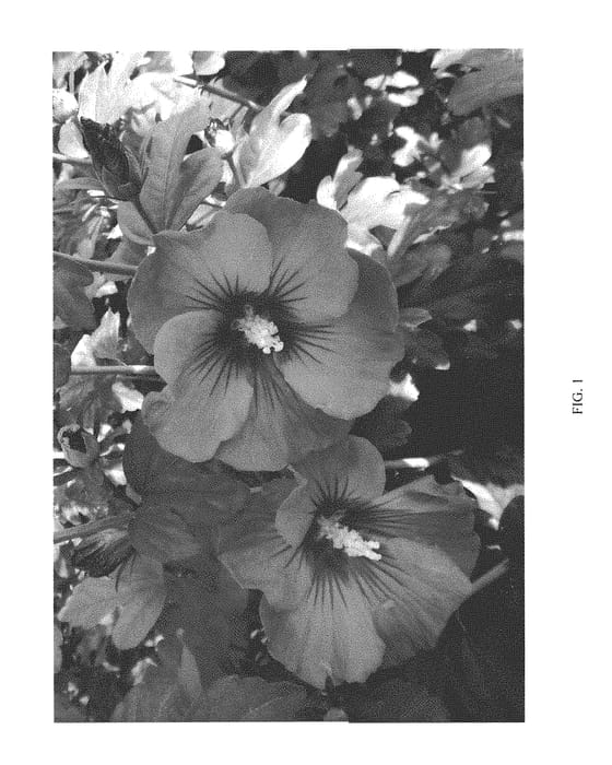 Figure 1 of US plant patent PP31152, the photograph of MINSYBLE9 printed in the patent.
