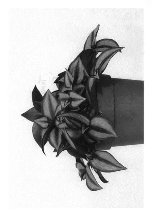 Figure 1 of US plant patent PP31153, the photograph of EC-TRADE-1809 printed in the patent.