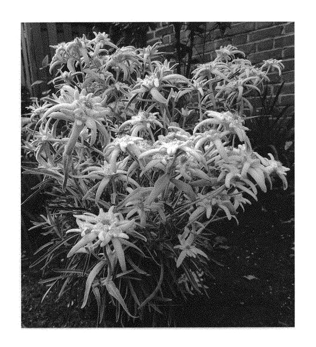 Figure 1 of US plant patent PP31154, the photograph of ET LP01 printed in the patent.